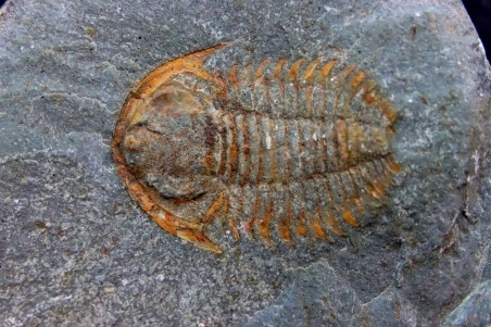 bondonella termieri