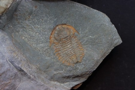 bondonella termieri