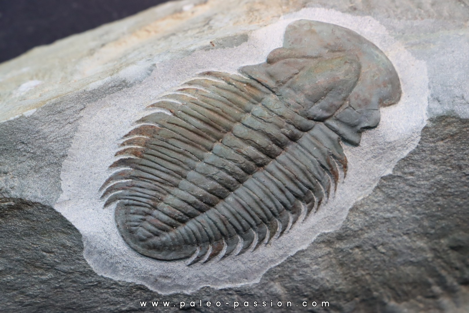 Termierella latifrons Termierella latifrons