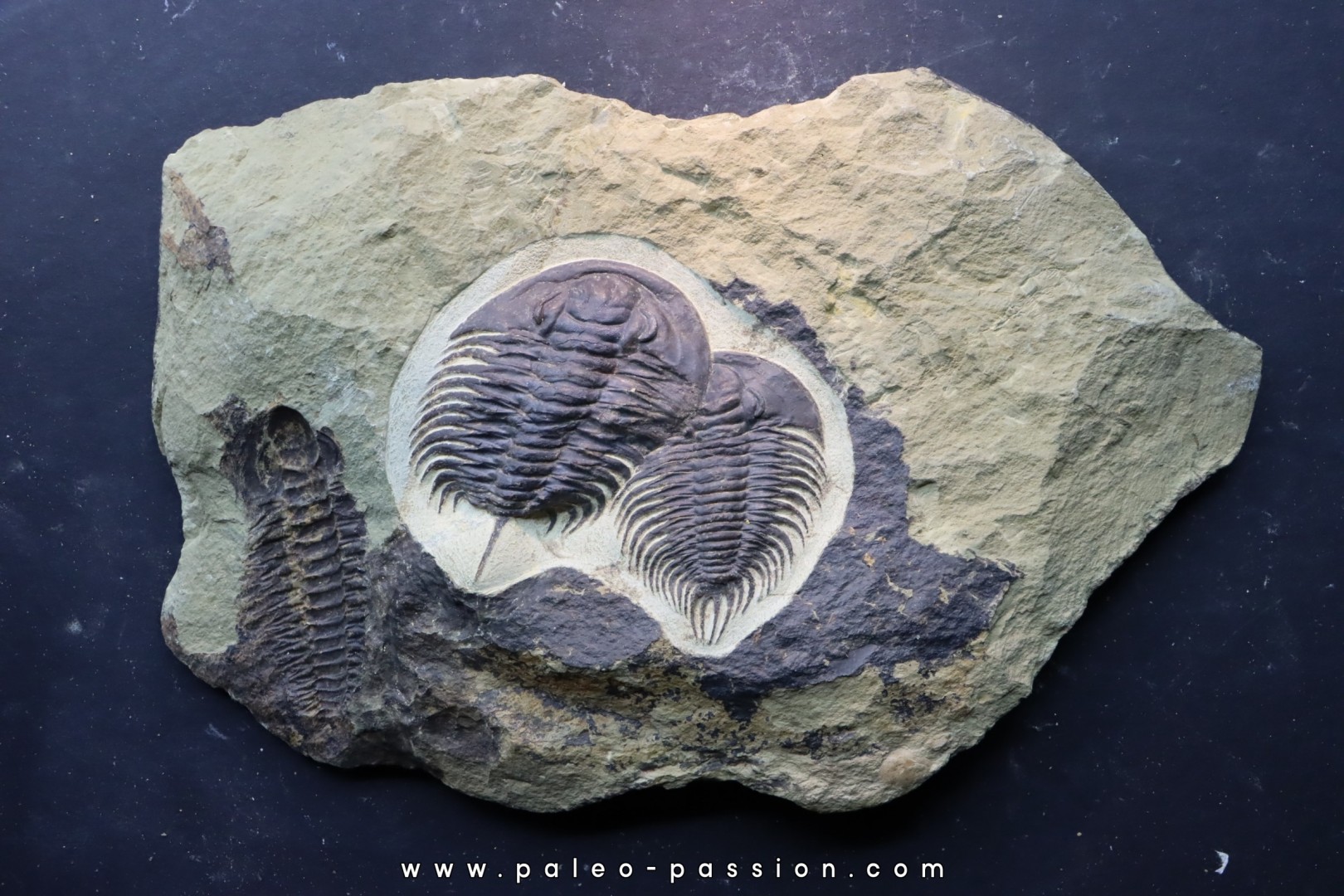 Pseudosaukianda lata Pseudosaukianda lata