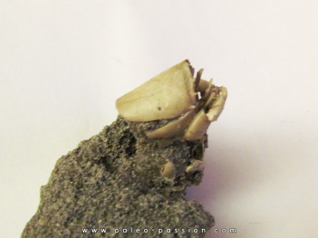 crabe RANILIA