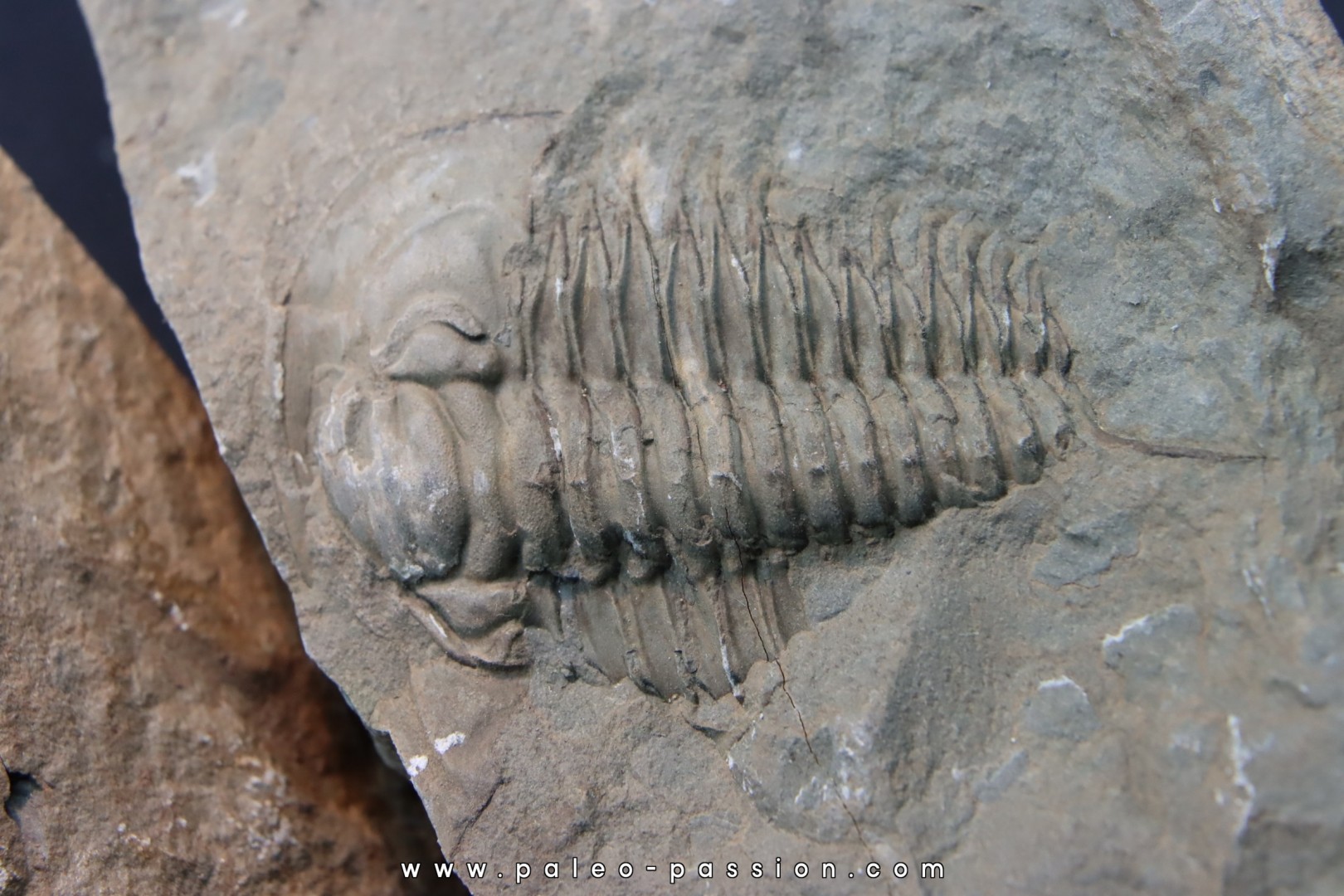 Pseudosaukianda lata Pseudosaukianda lata