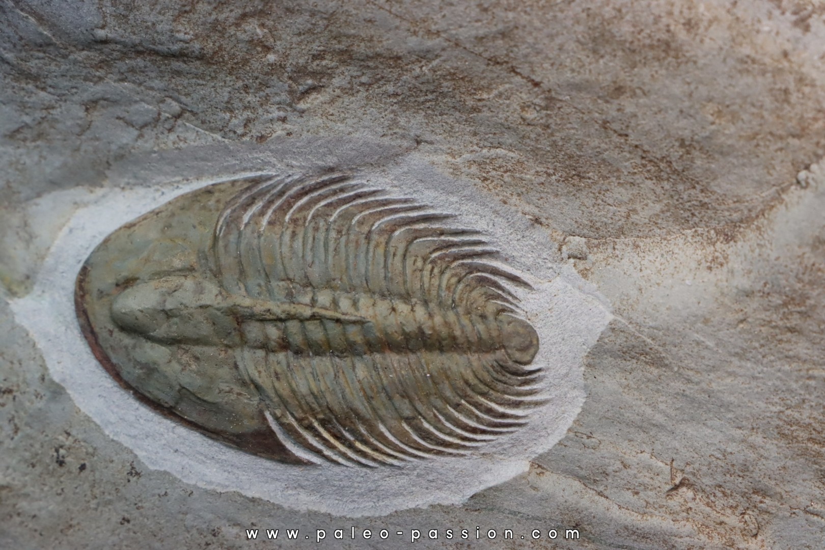 Pseudosaukianda lata Pseudosaukianda lata