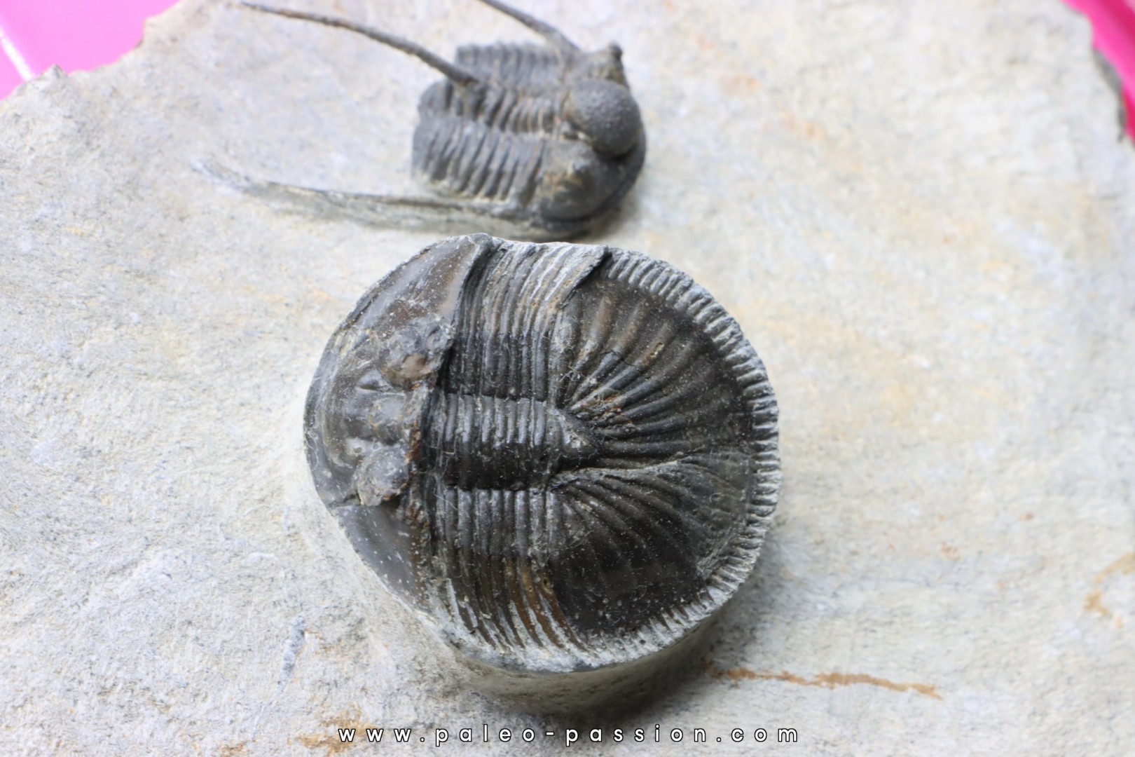 Thysanopeltis speciosa - Cyphaspis credensis - region de Rissani Thysanopeltis speciosa - Cyphaspis credensis - region de Rissani