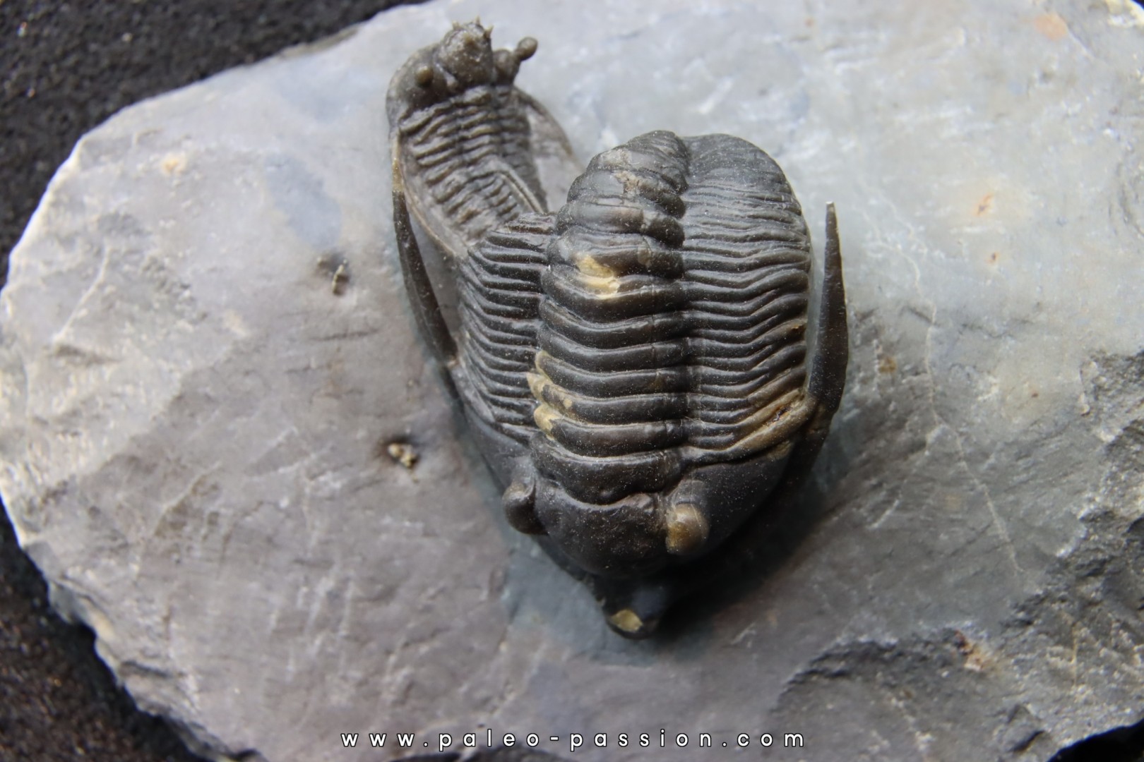 cyphaspis eximia et diademaproetus antatlasia - eifelien - jbel oufatene cyphaspis eximia et diademaproetus antatlasia - eifelien - jbel oufatene