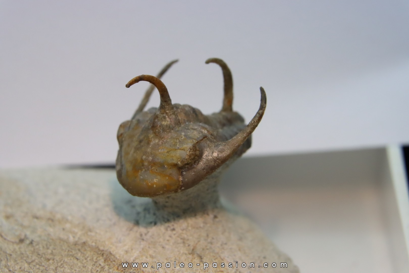 Kingaspidoides spinirecurvatus - cambrian - jbel Saghro - morocco Kingaspidoides spinirecurvatus - cambrian - jbel Saghro - morocco