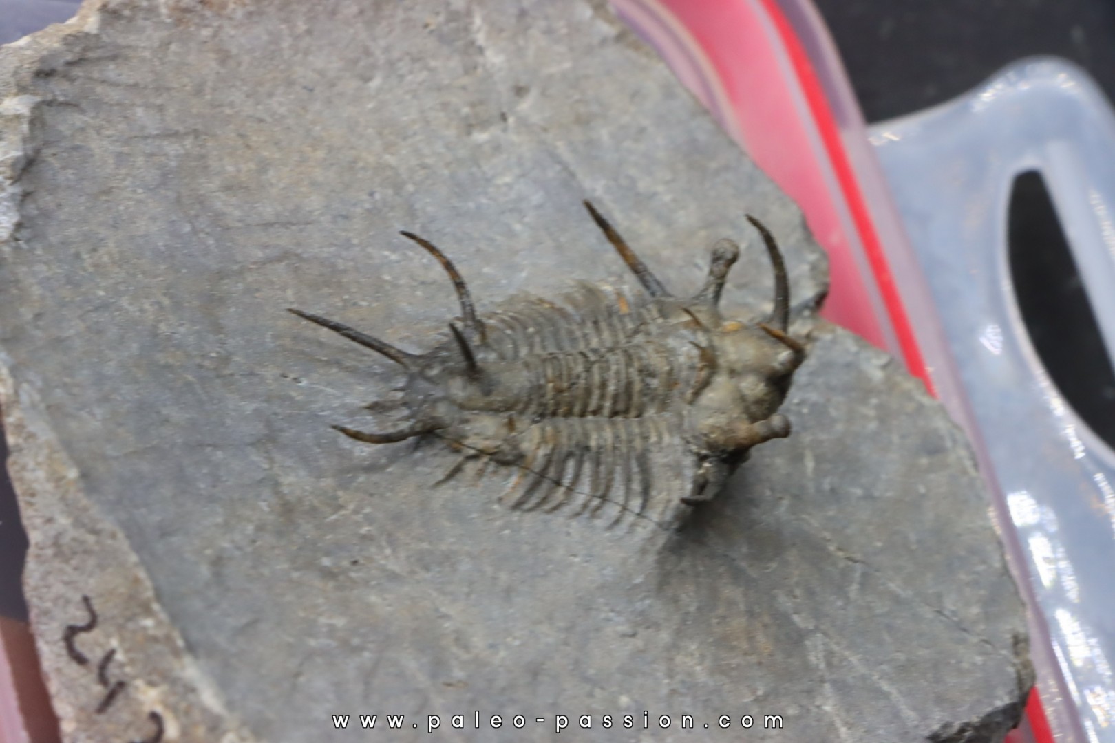 Ceratarges koumalii Ceratarges koumalii