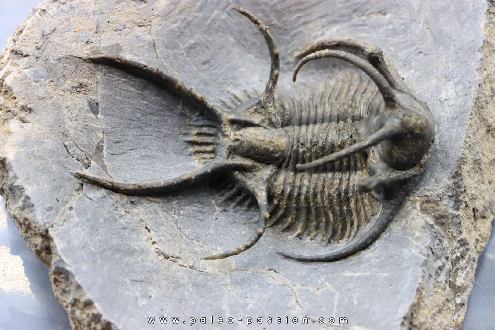 Ceratarges zirengensis - jbel Oufatene Ceratarges zirengensis - jbel Oufatene