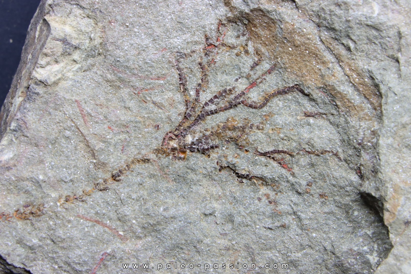 locrinus sp. - Ordovician - fezouata locrinus sp. - Ordovician - fezouata