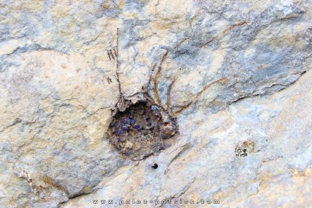 Alanisicystis nov. sp. - Cambrian - Issafen - Morocco
