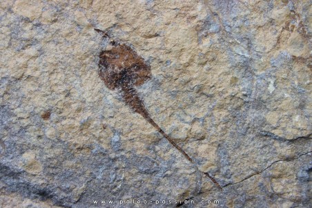 carpoides dendrocystites - ordovician - El Kaid Erami, Morocco