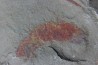 rare arthorpode Thelxiope sp.- fezouata - morocco rare arthorpode Thelxiope sp.- fezouata - morocco