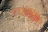 rare arthorpode Thelxiope sp.- fezouata - morocco rare arthorpode Thelxiope sp.- fezouata - morocco