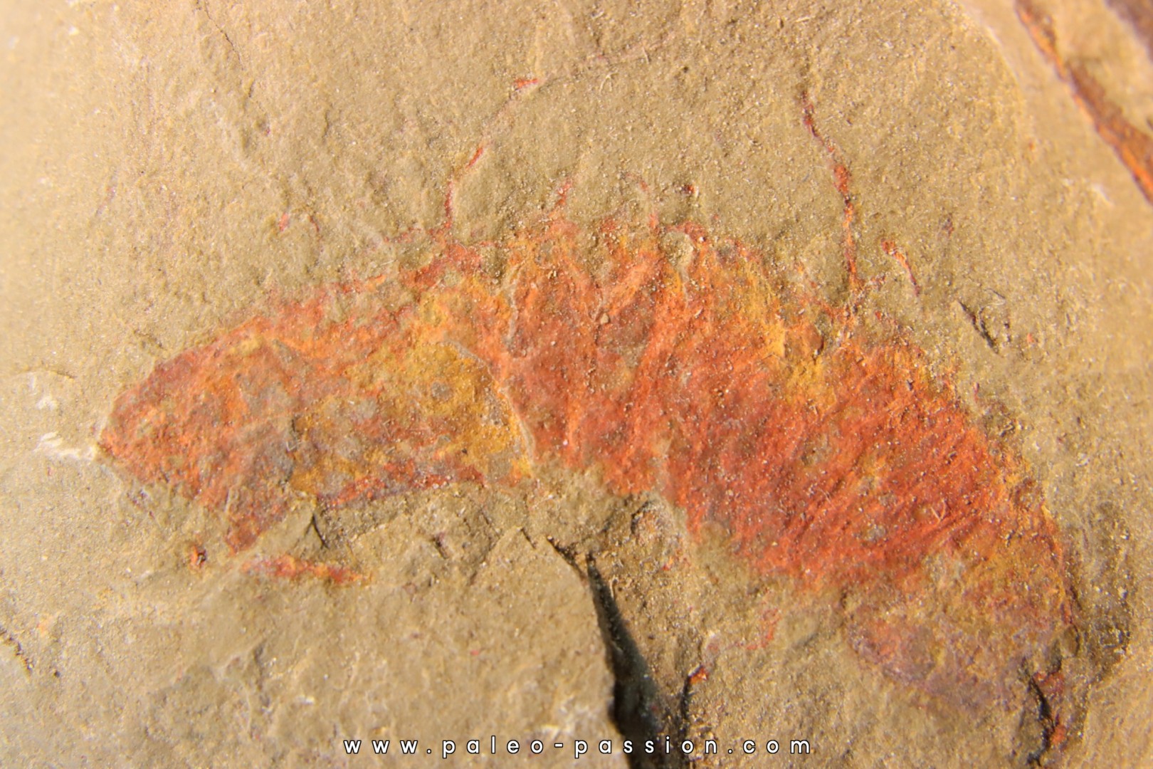 rare arthropode Thelxiope sp. - fezouata - Maroc rare arthropode Thelxiope sp. - fezouata - Maroc