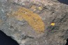 Plumulites bengstoni - Ordovicien  El Caid Rami, Maroc Plumulites bengstoni - Ordovicien  El Caid Rami, Maroc
