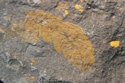Plumulites bengstoni - Ordovicien  El Caid Rami, Maroc