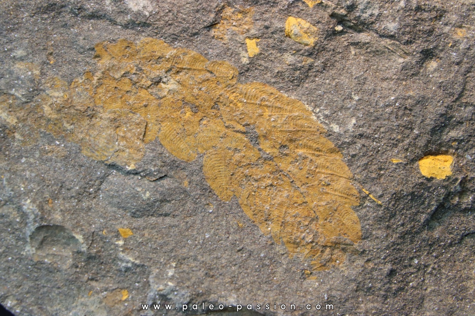 Plumulites bengstoni - Ordovicien  El Caid Rami, Maroc Plumulites bengstoni - Ordovicien  El Caid Rami, Maroc