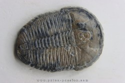 ELRATHIA KINGI