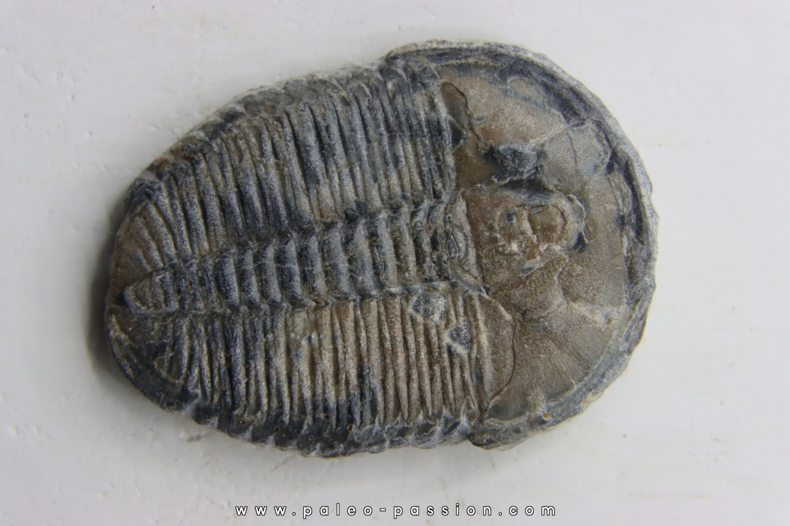 ELRATHIA KINGI ELRATHIA KINGI