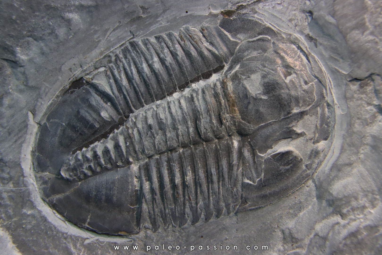 Asaphiscus Wheeleri Asaphiscus Wheeleri