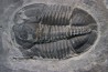 Asaphiscus Wheeleri Asaphiscus Wheeleri