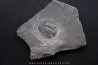 Asaphiscus Wheeleri Asaphiscus Wheeleri