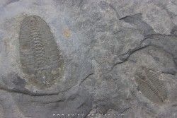 Bathyuriscus fimbriatus