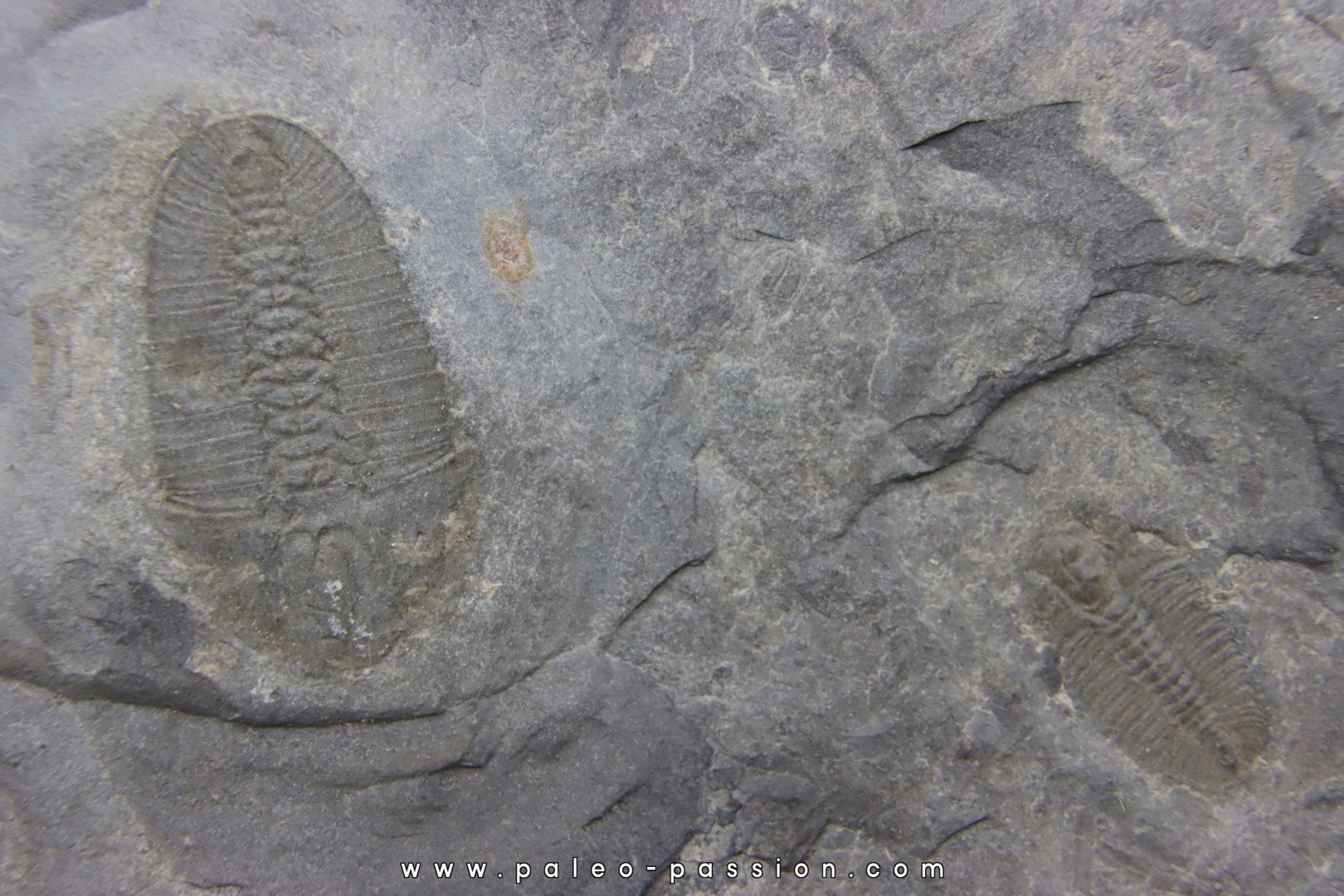 Bathyuriscus fimbriatus Bathyuriscus fimbriatus