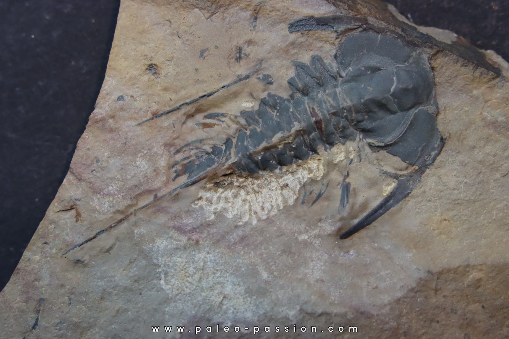 Zacanthoides typicalis - middle cambrian - Nevada - USA