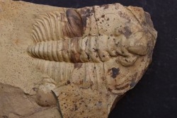Nephrolenellus geniculatus - Lower cambrien -  Nevada - USA