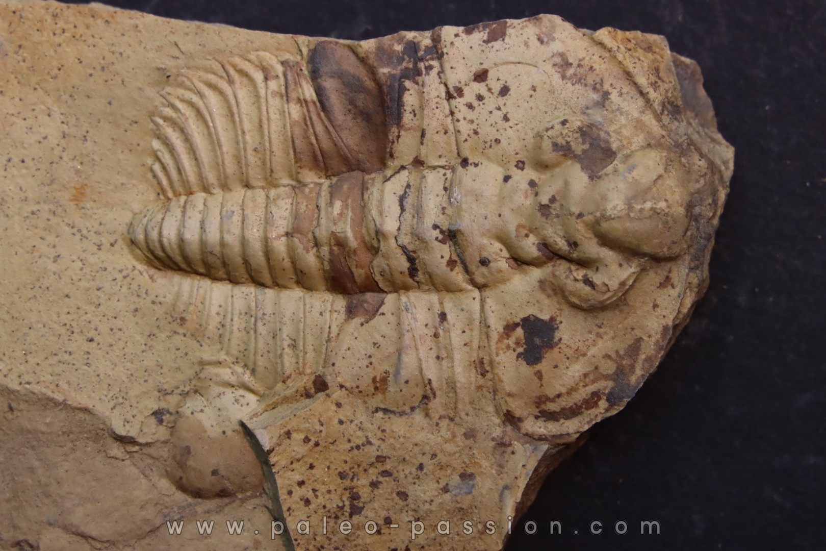 Nephrolenellus geniculatus - Lower cambrien -  Nevada - USA