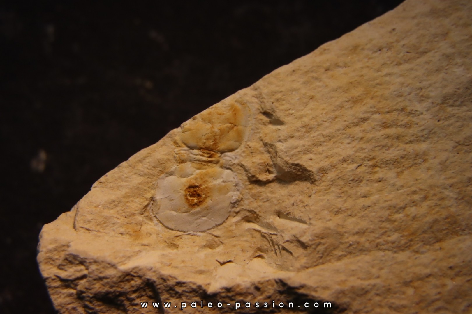 Megagnostus glandiformis - middle cambrian - Tasmania - AUSTRALIA