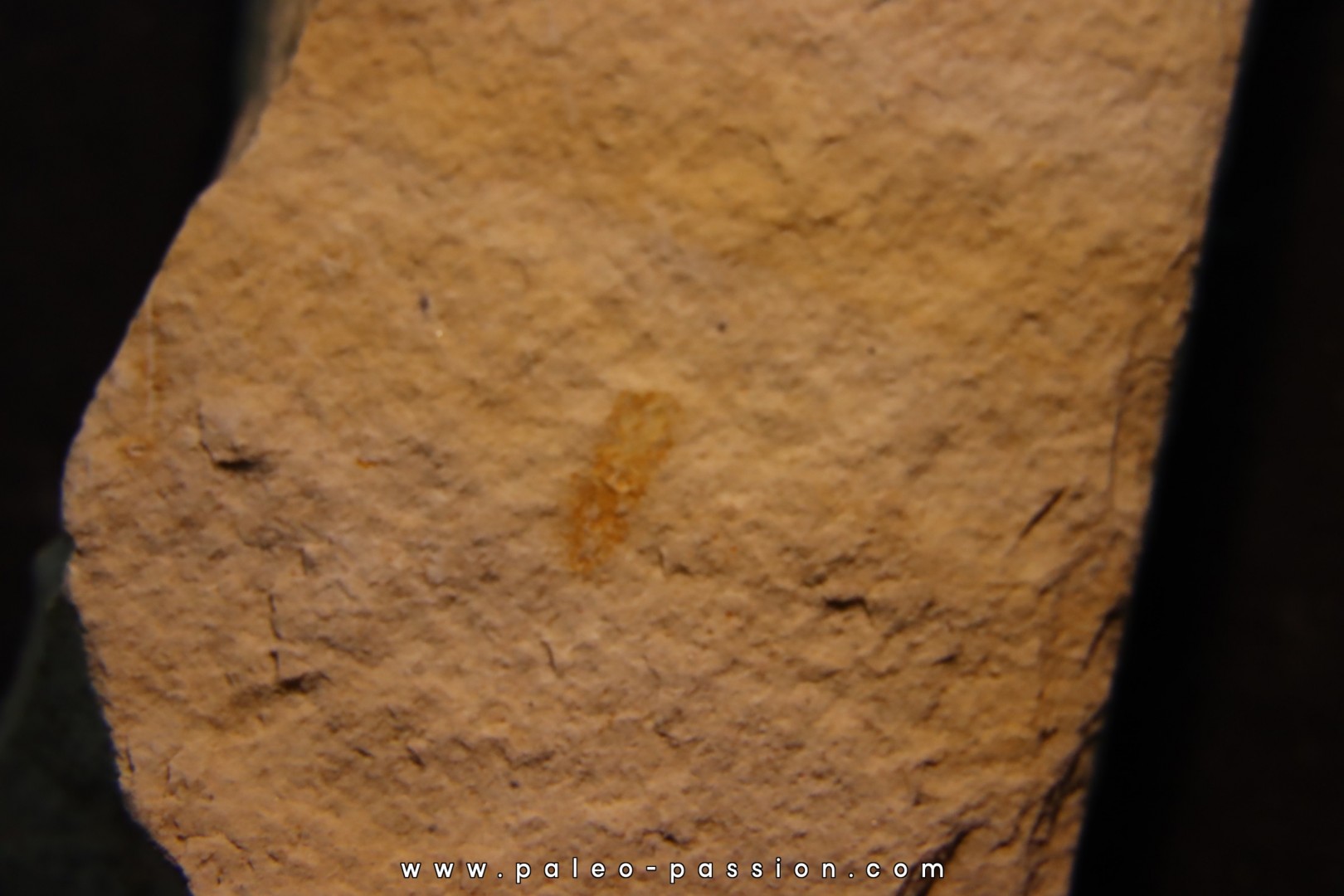 Megagnostus glandiformis - middle cambrian - Tasmania - AUSTRALIA Megagnostus glandiformis - middle cambrian - Tasmania - AUSTRALIA