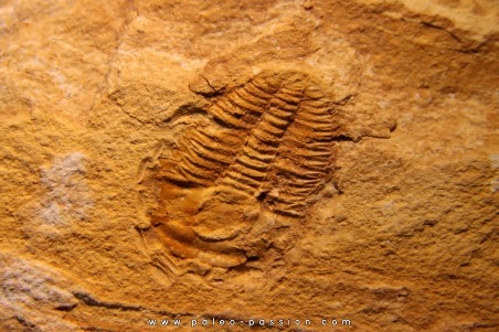 Asthenopsis conandersoni - middle cambrian - Tasmania - AUSTRALIA