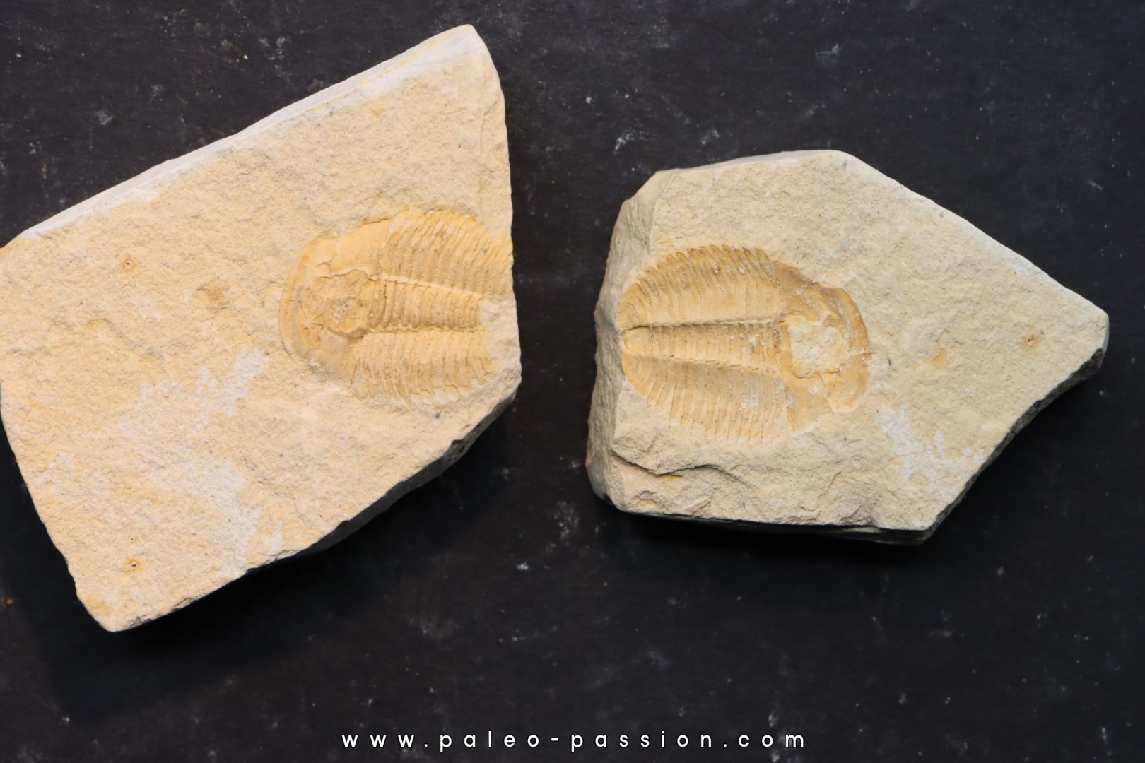 Asthenopsis conandersoni - middle cambrian - Tasmania - AUSTRALIA Asthenopsis conandersoni - middle cambrian - Tasmania - AUSTRALIA