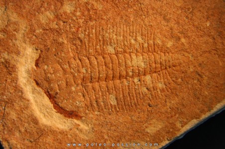 Xystridura templetonensis - Middle Cambrian - Mt Isa. Queensland - AUSTRALIA