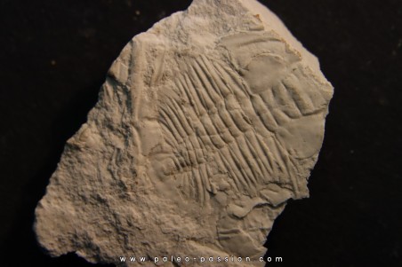 Xystridura templetonensis - Middle Cambrian - Mt Isa. Queensland - AUSTRALIA