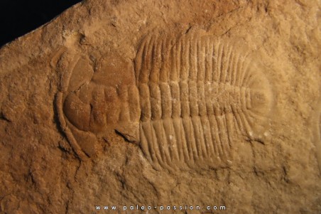 Xystridura Saint-Smithi - Middle Cambrian - Mt Isa. Queensland - AUSTRALIA