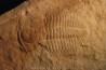Xystridura Saint-Smithi - Middle Cambrian - Mt Isa. Queensland - AUSTRALIA Xystridura Saint-Smithi - Middle Cambrian - Mt Isa. Queensland - AUSTRALIA