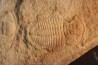 Xystridura Saint-Smithi - Middle Cambrian - Mt Isa. Queensland - AUSTRALIA Xystridura Saint-Smithi - Middle Cambrian - Mt Isa. Queensland - AUSTRALIA