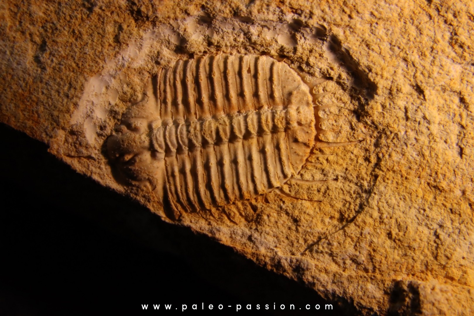 Ondontopleura (Sinespinaspis) markhami - silurian - Forbes. NSW. Austarlia Ondontopleura (Sinespinaspis) markhami - silurian - Forbes. NSW. Austarlia
