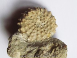 urchin ACROCIDARIS sp.