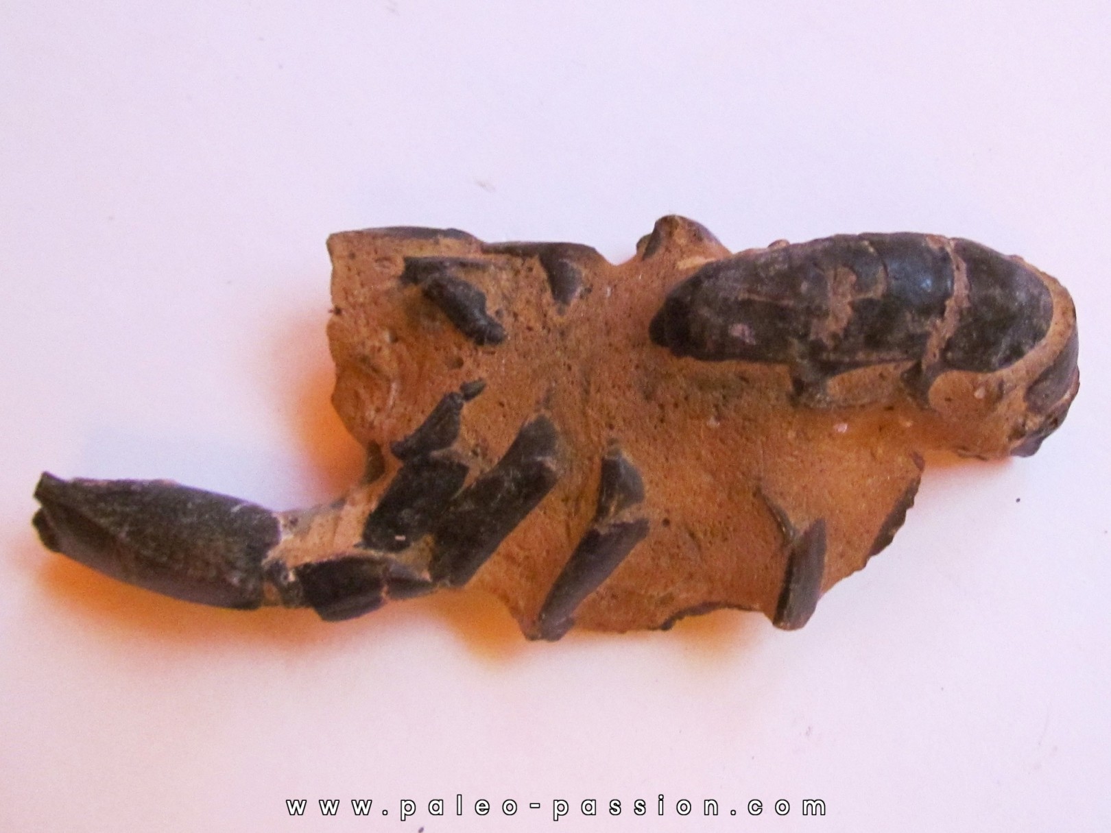 THALASSINA ANOMALA (2) THALASSINA ANOMALA (2)