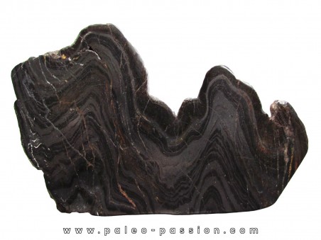 Stromatolithe - Wyoming USA (1)