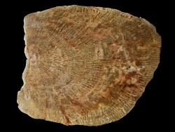 slice of silicified fossil wood (1)