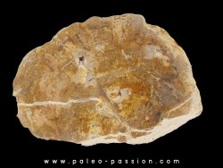 slice of silicified fossil wood (3)