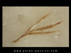 SAPINDOPSIS ANHOURYI  Cenomanian, Lebanon