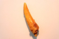 Pterosaur tooth: Siroccopteryx moroccensis