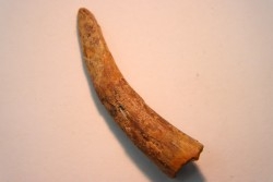 Dent de ptérosaure: Siroccopteryx moroccensis