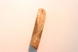 sauropod Nigersaurus sp.